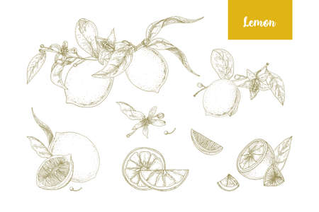 Set of elegant botanical drawings of whole and cut lemons, branches, flowers and leaves.のイラスト素材