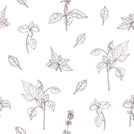 Elegant natural seamless pattern with basil leaves hand drawn with contour lines on white background.のイラスト素材