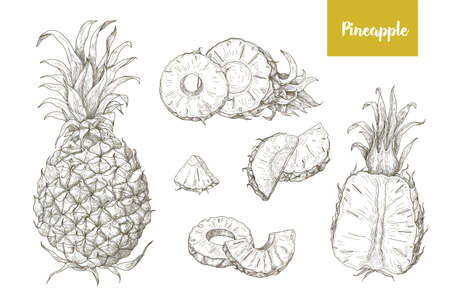 Set of naturalistic drawings of whole and cut pineapples and its slices isolated on white background.のイラスト素材