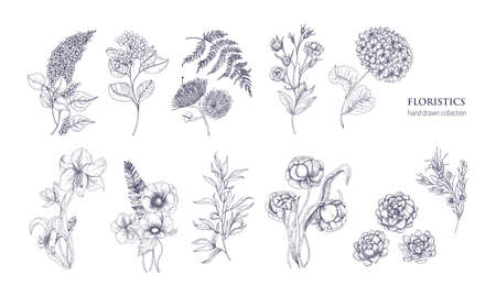 Collection of gorgeous floristic flowers and wild flowering plants hand drawn with black contour lines on white background. Bundle of elegant natural decorations. Hand drawn vector illustration.のイラスト素材