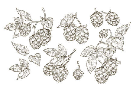 Collection of elegant botanical drawings of hop parts. Set of contour flowers and leaves of plant isolated on white background.のイラスト素材