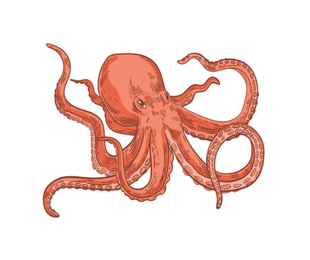 Pink octopus or Kraken isolated on white background. Marine animal or mollusc with tentacles, deep sea creature, underwater inhabitant, ocean monster. Realistic vector illustration in vintage styleのイラスト素材