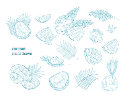 Bundle of drawings of whole and split coconut and palm tree leaves hand drawn with blue contour lines on white background. Exotic tropical fruit or drupe. Monochrome botanical vector illustration.のイラスト素材