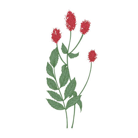Gorgeous flowers and leaves of Sanguisorba officinalis or great burnet plant isolated on white background. Hand drawn flowering plant or wildflower used in phytotherapy. Elegant vector illustrationのイラスト素材