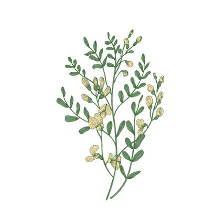 Detailed botanical drawing of Sphaerophysa salsula or alkali swainsonpea with yellow flowers and green leaves isolated on white background. Beautiful flowering plant. Natural vector illustrationのイラスト素材