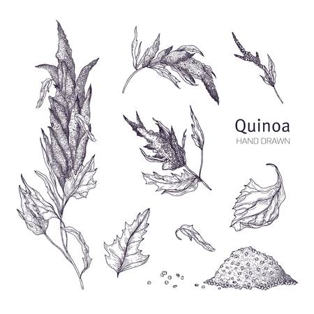 Collection of quinoa flowering plants, leaves and seeds hand drawn with black contour lines on white background. Set of drawings of cultivated grain crops for healthy nutrition.のイラスト素材