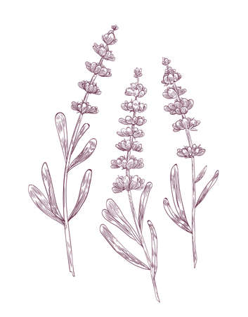 Botanical drawing of lavender flowers and leaves hand drawn with contour lines on white background. Gorgeous flowering plant or fragrant herb used in aromatherapy. Monochrome vector illustration.のイラスト素材
