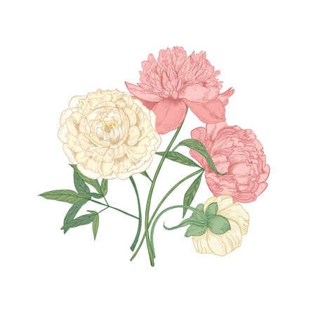 Bunch of beautiful blooming peony flowers hand drawn on white background. Detailed botanical drawing of gorgeous flowering romantic garden plants. Vector illustration in elegant antique styleのイラスト素材