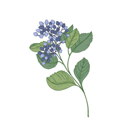 Viburnum branch with blue berries and green leaves isolated on white background. Natural drawing of part of beautiful decorative plant used in floristry. Hand drawn botanical vector illustration.のイラスト素材
