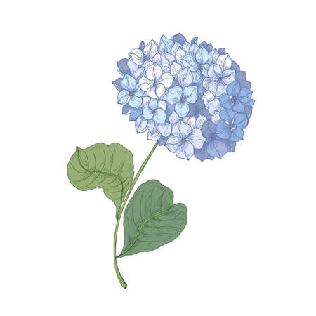 Hydrangea or hortensia blooming flower isolated on white background. Detailed natural drawing of garden ornamental flowering plant. Realistic botanical vector illustration in elegant antique style.のイラスト素材