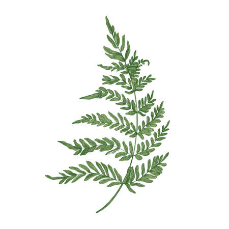 Green fern hand drawn on white background. Elegant botanical drawing of beautiful forest or woodland plant used in floristry. Natural colorful vector illustration in beautiful vintage style.のイラスト素材