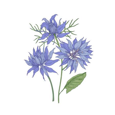 Gorgeous blooming blue Nigella flowersのイラスト素材