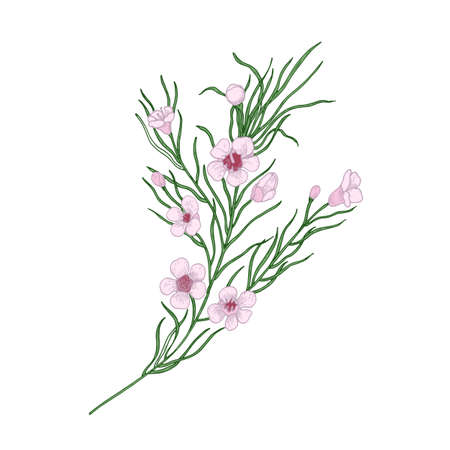Blooming pink Geraldton wax flowersのイラスト素材