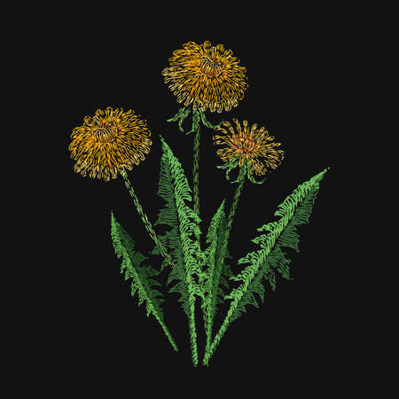Blooming dandelion flower embroidered with stitches on black background. Embroidery design with beautiful wild meadow flowering herb. Gorgeous needlework, handicraft. Colorful vector illustration.のイラスト素材