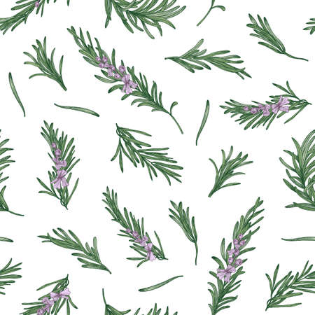 Herbal seamless pattern with rosemary sprigs on white background. Backdrop with blooming fragrant herb. Elegant vector illustration in vintage style for wrapping paper, fabric print, wallpaperのイラスト素材