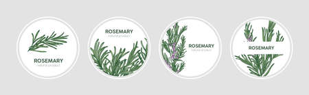 Collection of round labels decorated with rosemary sprigs. Set of beautiful circular tags with fragrant spicy culinary herb and place for text. Natural vector illustration in elegant antique styleの写真素材
