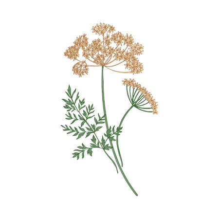 Anise or aniseed hand drawn on white background. Elegant drawing of flowering herbaceous plant or aromatic herb used in culinary. Realistic colorful vector illustration in gorgeous vintage styleのイラスト素材
