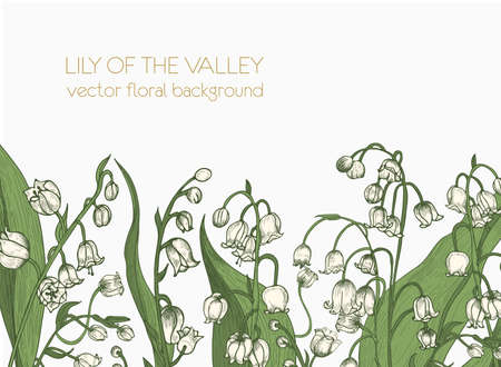 Beautiful horizontal floral backdrop decorated with lily of the valley blooming flowers growing at bottom edge on white background. Elegant realistic hand drawn botanical vector illustrationのイラスト素材