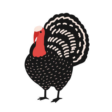 Adorable turkey isolated on white background. Amusing farm poultry, domestic or barnyard bird, wild fowl, Thanksgiving symbol, mascot. Childish colorful vector illustration in flat cartoon style.の写真素材