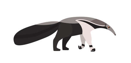 Anteater isolated on white background. Adorable unusual exotic insectivorous animal with elongated muzzle. Wild species native to America. Colorful vector illustration in flat cartoon styleのイラスト素材