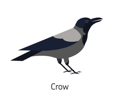 Hooded crow isolated on white background. Smart synanthrope bird with grey plumage. Funny wild avian species living in city. Modern colorful vector illustration in trendy flat geometric styleのイラスト素材