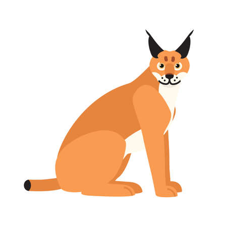 Lynx or bobcat isolated on white background. Stunning exotic predatory animal with furry coat. Gorgeous carnivorous mammal. Wild cat or felid. Colorful vector illustration in flat cartoon style.のイラスト素材