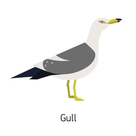Herring gull or seagull isolated on white background. Gorgeous marine bird or seabird. Beautiful wild avian species. Winged creature. Modern vector illustration in trendy flat geometric style.のイラスト素材