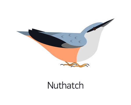 Nuthatch isolated on white background. Cute small woodland bird with bright plumage. Gorgeous adorable wild avian species living in forest. Modern vector illustration in trendy flat geometric styleのイラスト素材