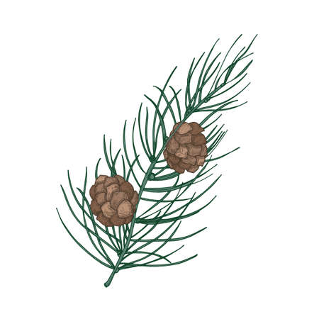 Beautiful botanical drawing of pine branch with needle-like foliage and cones. Evergreen coniferous tree sprig. Traditional seasonal decoration. Natural vector illustration in vintage styleのイラスト素材