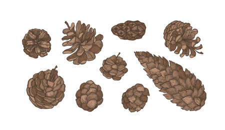 Collection of cones of evergreen coniferous trees - pine, spruce, larch. Set of elegant botanical drawings. Bundle of natural seasonal decorations isolated on white background. Vector illustrationのイラスト素材