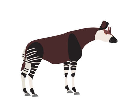 Okapi or forest giraffe isolated on white background. Cute wild herbivorous exotic African animal. Endangered species of Africa, tropical fauna. Colorful vector illustration in flat cartoon styleのイラスト素材