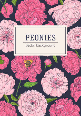 Vertical floral backdrop decorated with blooming pink peonies on black background. Natural background with beautiful garden flowers. Elegant botanical realistic vector illustration in vintage styleのイラスト素材