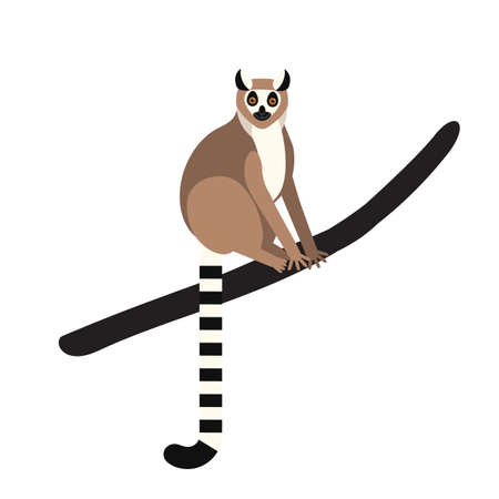 Ring-tailed lemur sitting on tree branch isolated on white background. Portrait of cute wild...