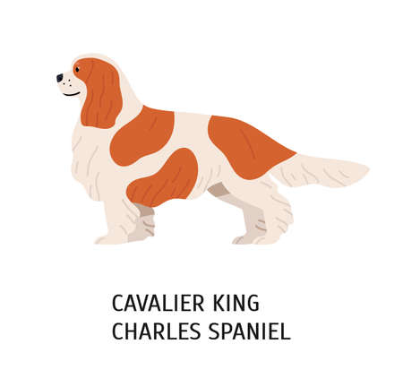 Blenheim Cavalier King Charles Spaniel. Cute lovely small lap dog isolated on white background. Playful purebred domestic animal or pet of toy breed. Colored vector illustration in flat cartoon styleのイラスト素材