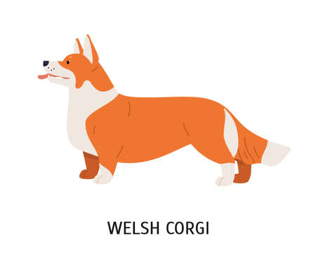 Pembroke Welsh Corgi. Small cute lovely dog of herding breed or sheepdog isolated on white background. Adorable purebred domestic animal or pet. Colorful vector illustration in flat cartoon styleのイラスト素材