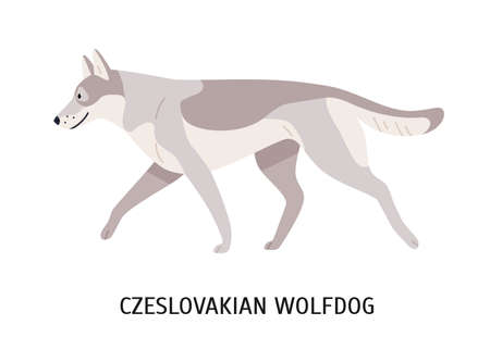 Czechoslovakian Wolfdog or Vlcak. Stunning purebred hybrid dog isolated on white background. Beautiful cute domestic animal or pet of rare breed. Colorful vector illustration in flat cartoon styleのイラスト素材