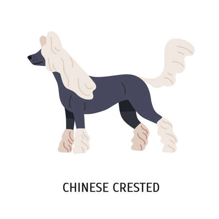 Hairless Chinese crested dog. Lovely small dog of toy breed isolated on white background. Cute adorable little purebred domestic animal or pet. Colorful vector illustration in flat cartoon styleのイラスト素材