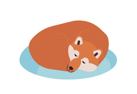Akita Inu. Lovely purebred Japanese companion dog sleeping or taking nap isolated on white background. Charming domestic animal or pet reposing. Colorful vector illustration in flat cartoon styleのイラスト素材