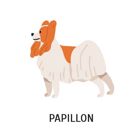 Papillon or Continental Toy Spaniel. Lovely small lap dog isolated on white background. Cute adorable little purebred domestic animal or pet. Colorful vector illustration in flat cartoon style.のイラスト素材