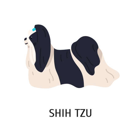 Shih Tzu. Cute lovely small lap dog isolated on white background. Adorable purebred domestic animal or pet of toy breed with long-haired coat. Colored vector illustration in flat cartoon styleのイラスト素材