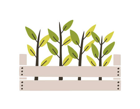 Green seedlings planted in wooden box. Young plants or sprouts growing in garden crate. Spring natural decorative design element. Colorful seasonal vector illustration in flat cartoon styleのイラスト素材