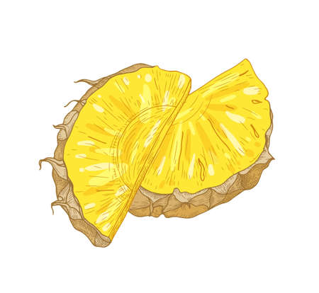 Detailed realistic drawing of fresh organic pineapple slices isolated on white background. Pieces of exotic tropical juicy sweet fruit. Natural hand drawn vector illustration in antique styleのイラスト素材