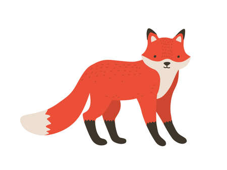 Funny furry little fox. Adorable lovely fluffy forest carnivorous animal isolated on white...