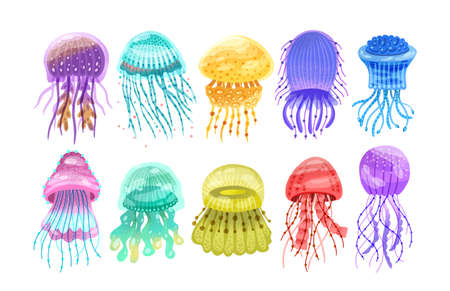 Collection of gorgeous marine animals - jellyfish isolated on white background. Bundle of or sea jellies of various types. Ocean fauna, aquatic creatures. Flat cartoon colorful vector illustration.のイラスト素材