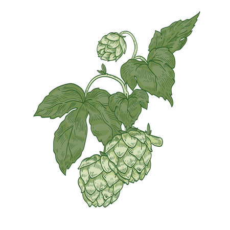 Detailed natural realistic drawing of hop sprig. Green flower buds and leaves of plant cultivated...