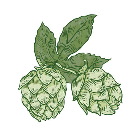 Botanical drawing of green fresh organic hop flower buds and leaves. Detail of perennial plant...