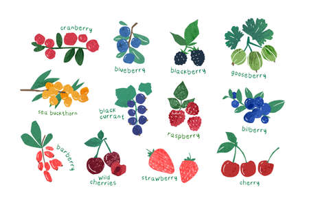 Collection of ripe berries isolated on white background - cranberry, gooseberry, blackberry, blueberry, barberry. Set of natural decorative design elements. Vector illustration in modern flat style.のイラスト素材