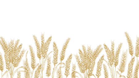 Horizontal background with wheat ears at bottom edge. Natural decorative backdrop with organic cultivated cereal plant, grain or crop. Realistic vector illustration in elegant vintage styleのイラスト素材