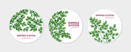 Collection of round labels with Miracle Tree or Moringa oleifera. Set of circular tags with medicinal plant used in herbalism. Natural vector illustration in elegant realistic style for essential oilのイラスト素材