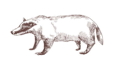 European badger hand drawn with outlines on white background. Elegant sketch drawing of carnivorous wild forest animal, beautiful mammal. Monochrome illustration in vintage woodcut style.のイラスト素材